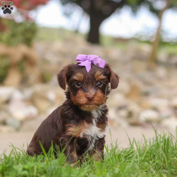 Bon Bon, Yorkie Poo Puppy